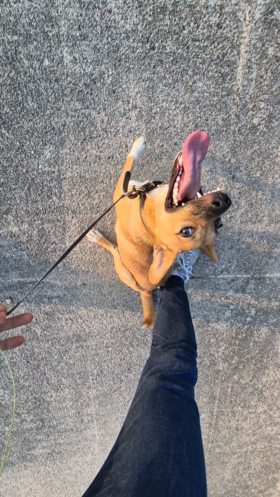 원조 오리지날 리얼 똥개_42.png