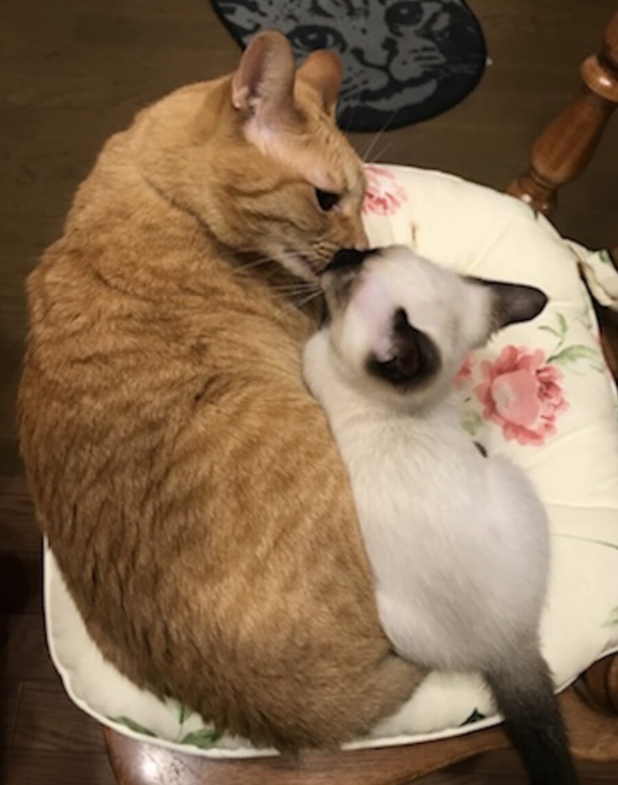 여동생 특징.jpg_1.jpg