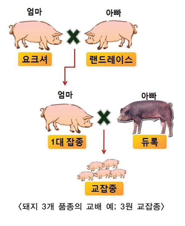 한국에서 소비되는 돼지고기 특.jpg_1.jpg