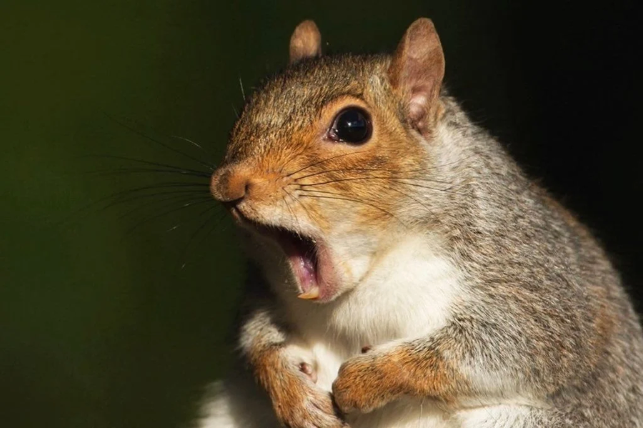 조진웅 실드치는거 점점 실드인지 담구기인질 모르겠네_1.webp