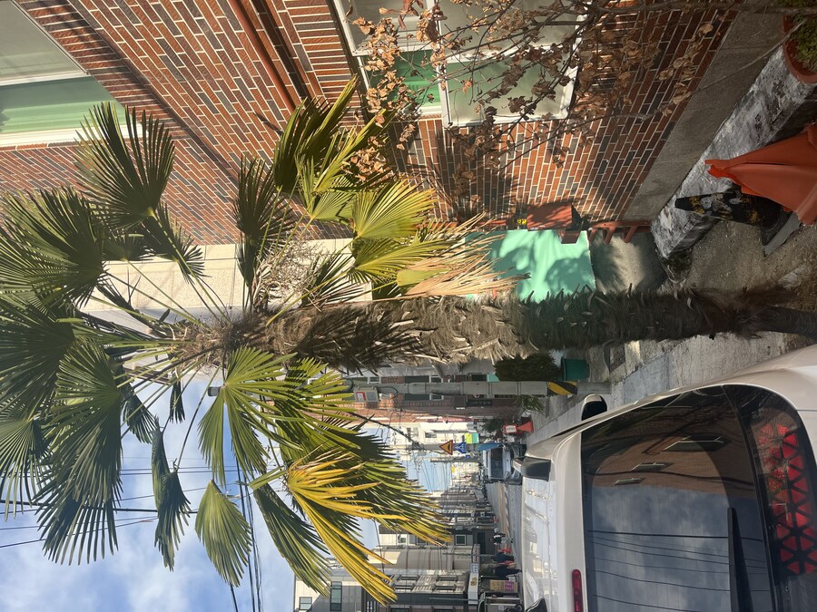 야자수 봤다._1.jpg