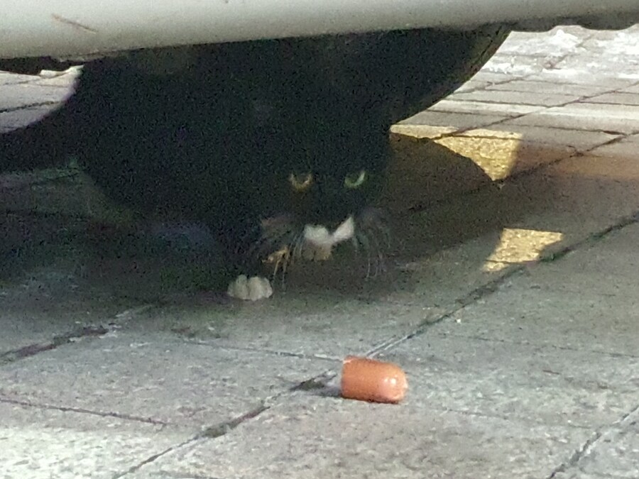 데빌냐랑 공명하던 고양이_2.jpg