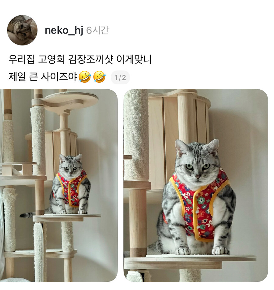 고양이 김장조끼 착샷.jpg_1.jpg