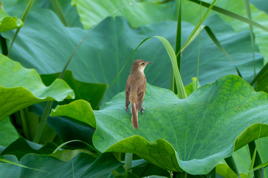 7월 폭우가 내린뒤 창릉천_4.jpg