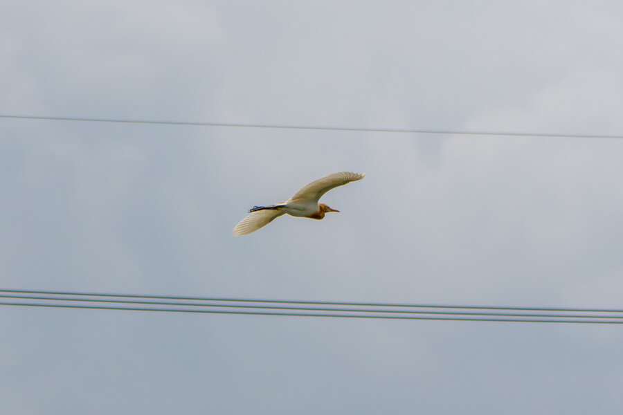 7월 폭우가 내린뒤 창릉천_13.jpg