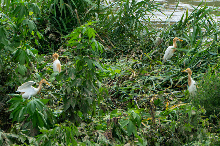 7월 폭우가 내린뒤 창릉천_15.jpg