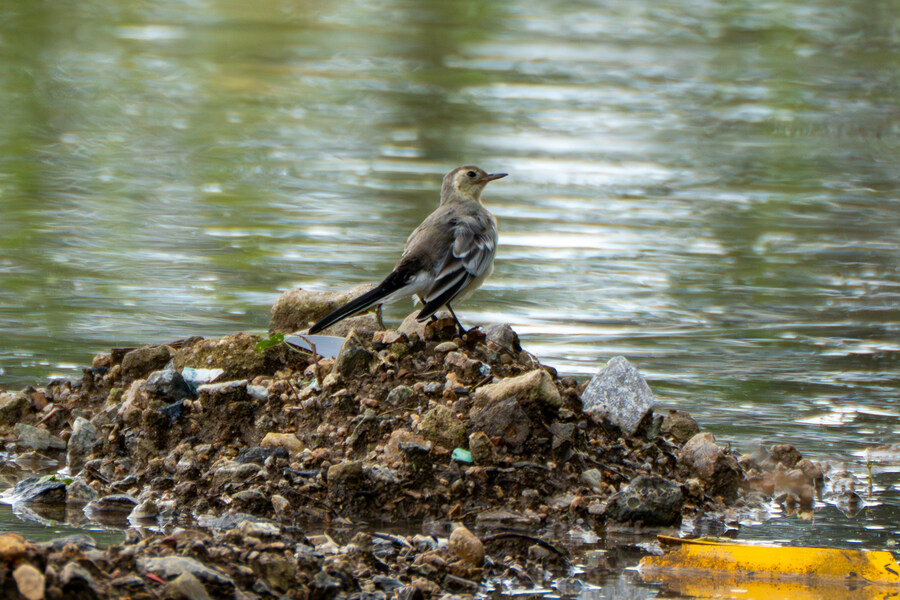 7월 폭우가 내린뒤 창릉천_19.jpg