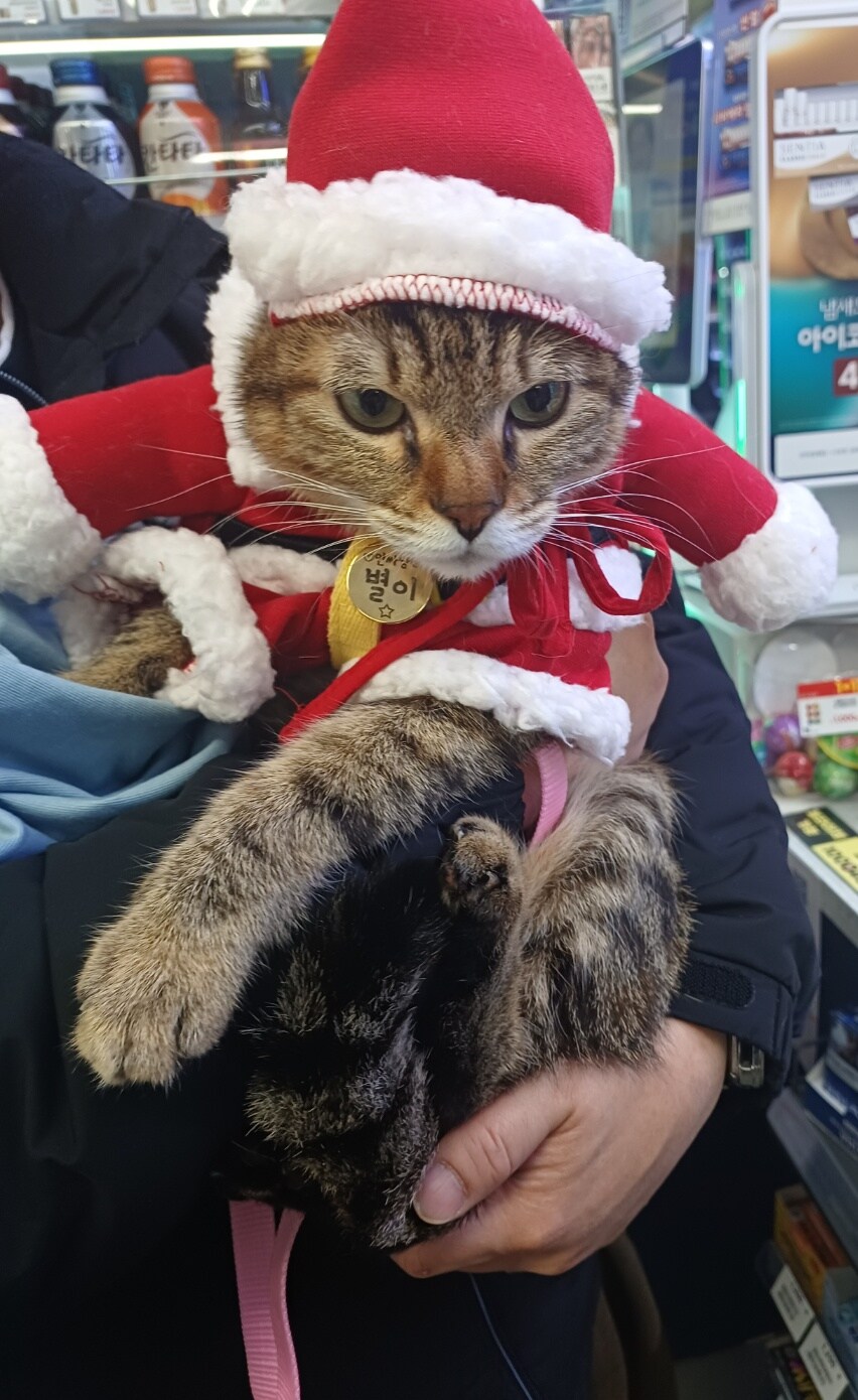 편의점 들렀다가 예쁜 고양이 봄_2.jpg