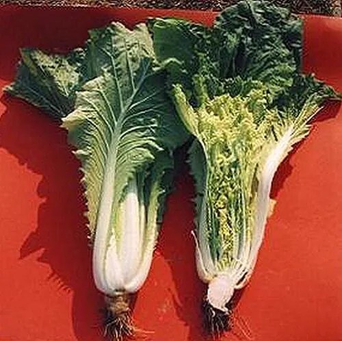 감자, 고구마의 조상을 찾기 어려웠던 이유_3.png