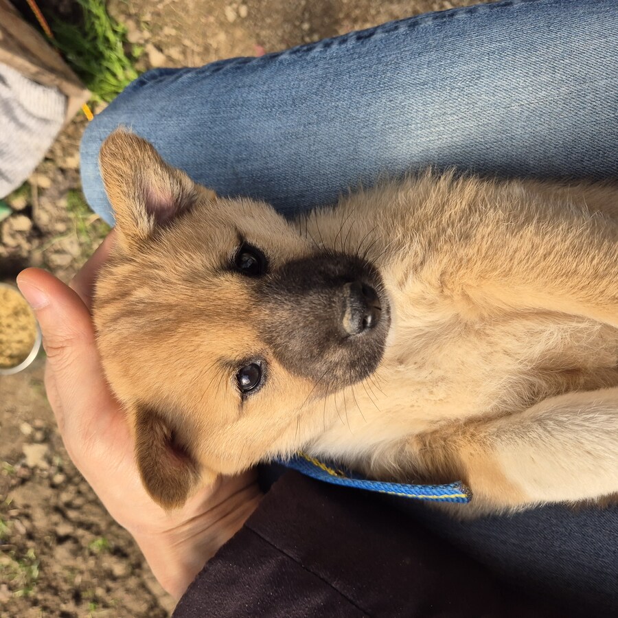 원조 오리지날 리얼 똥개_3.jpg