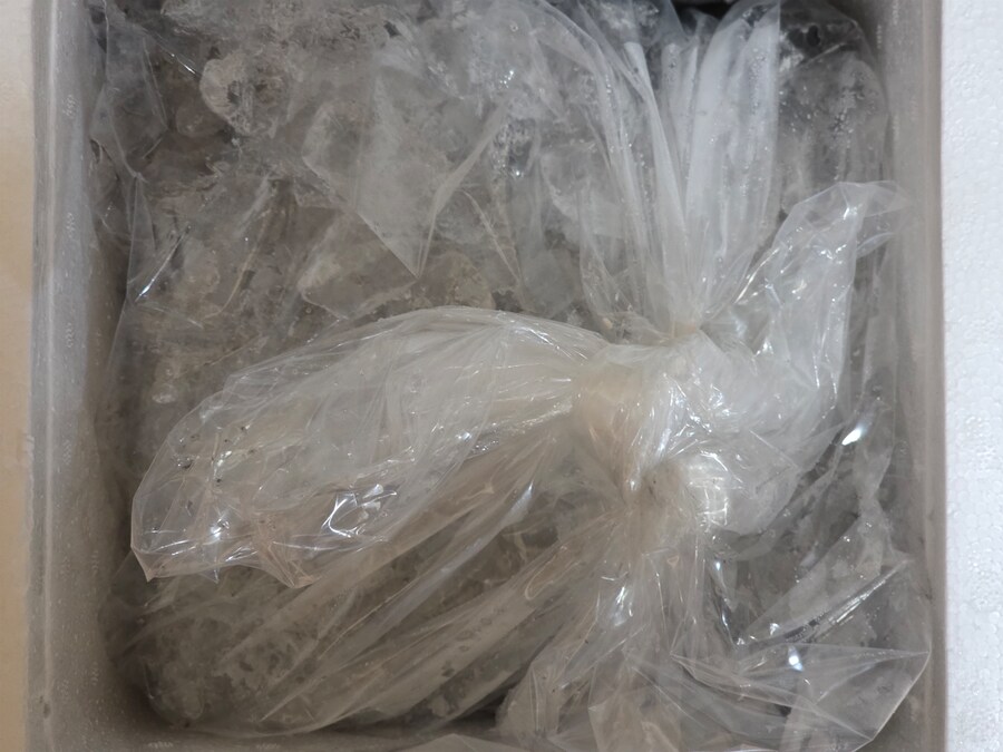 생물 갑오징어_1.png