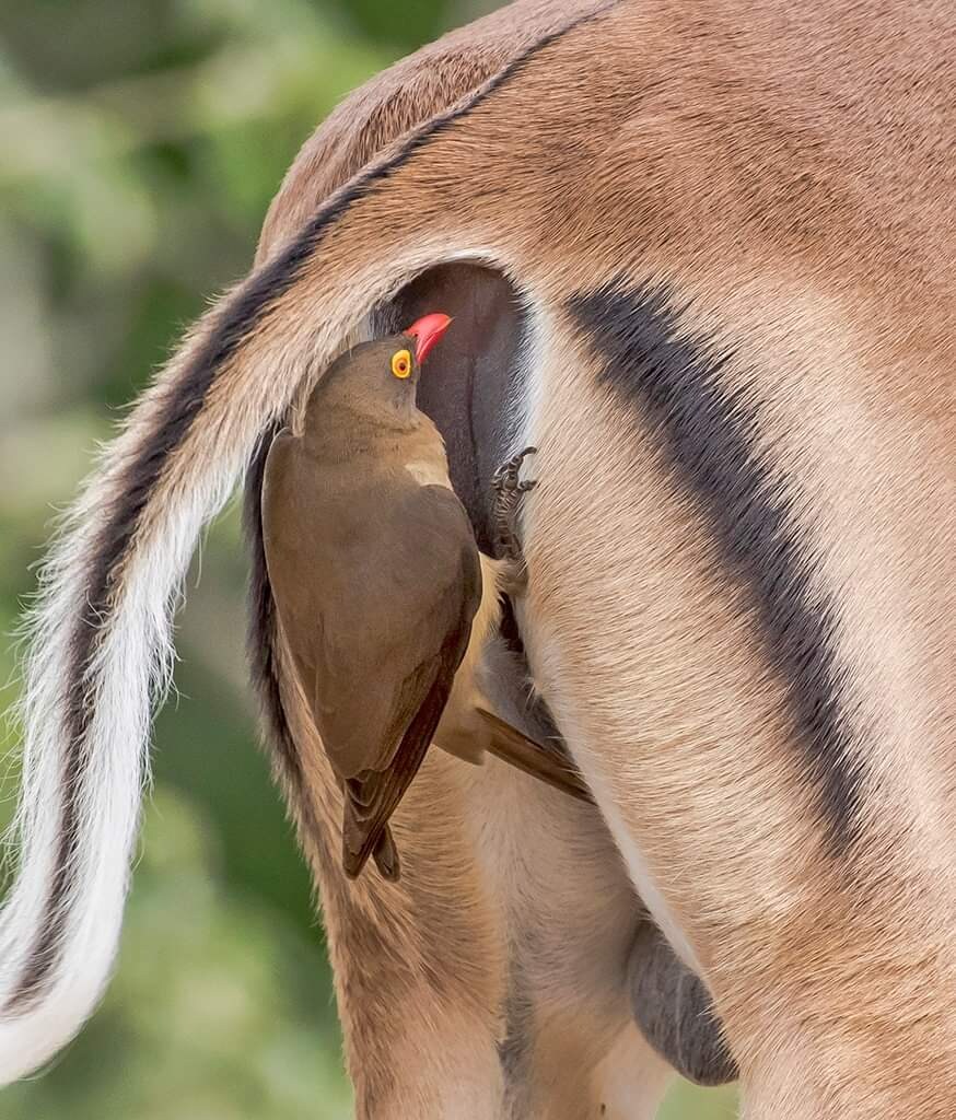 누군거의 똥구멍을 노리는 새_1.jpg