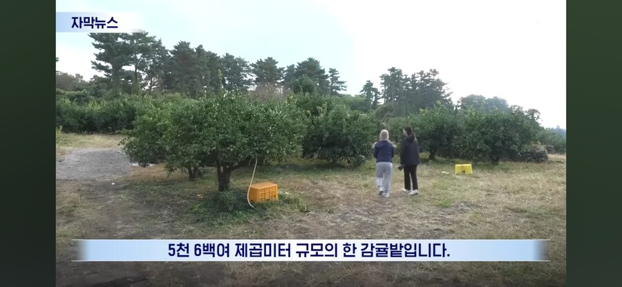 제주도 근황.jpg_1.jpg