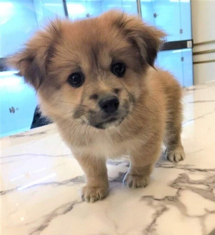 얼굴이 두개인 강아지_1.jpg