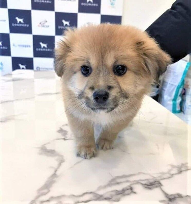 얼굴이 두개인 강아지_2.jpg