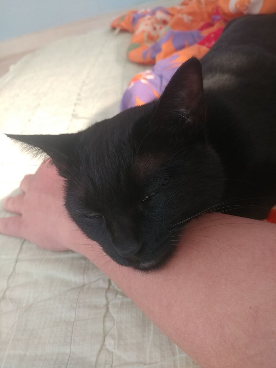 인기없는 검은 고양이는..._7.jpg