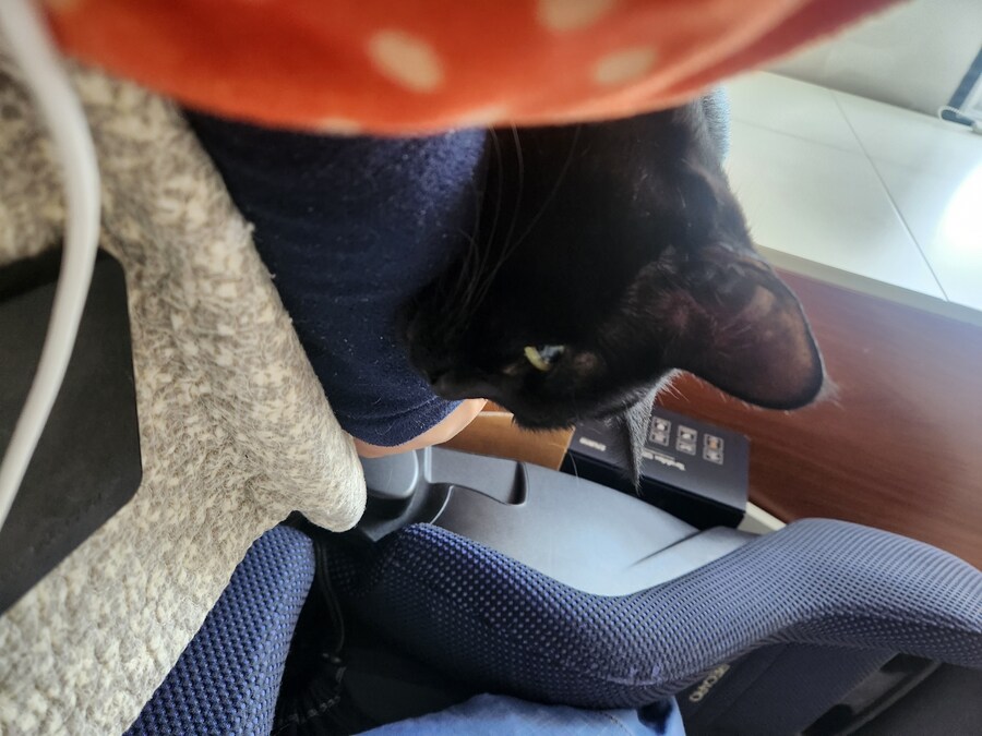 인기없는 검은 고양이는..._14.jpg