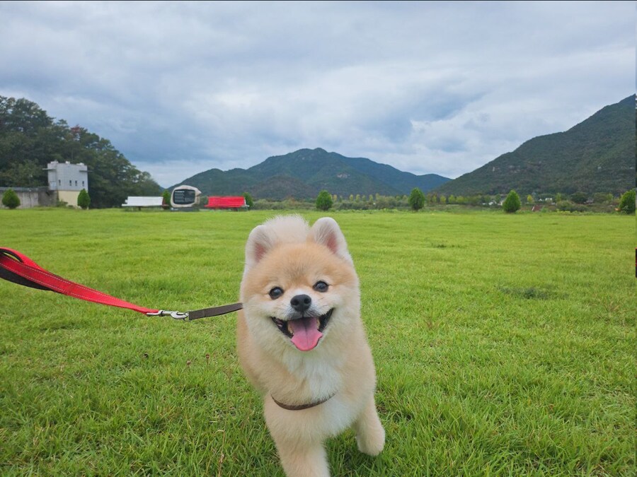 우리 멍멍이는 이러고 자_12.png