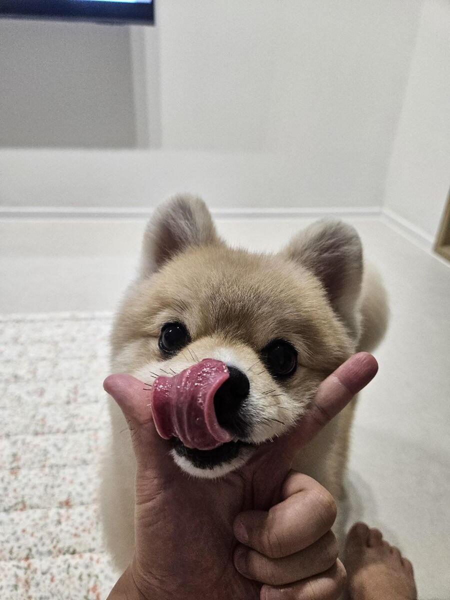 우리 멍멍이는 이러고 자_4.jpg