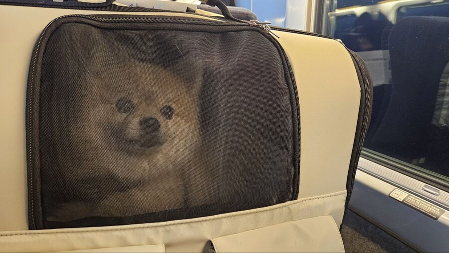 우리 멍멍이는 이러고 자_7.jpg