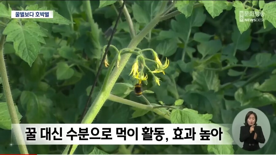 꿀벌의 시대는 갔다_1.jpg