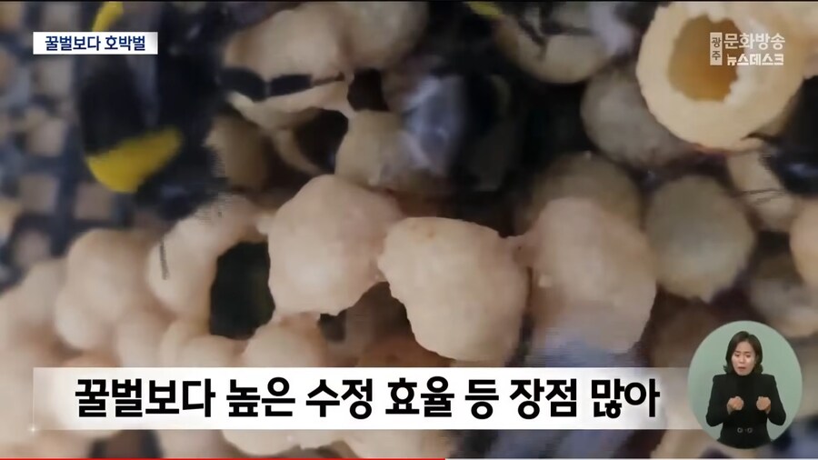 꿀벌의 시대는 갔다_2.jpg