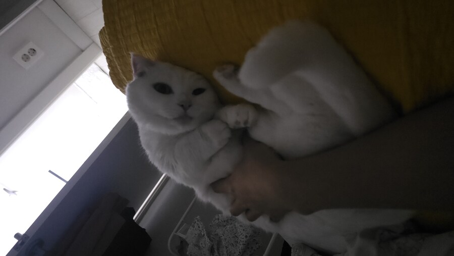 고양이 쪼물딱쪼물딱 하는중_3.jpg