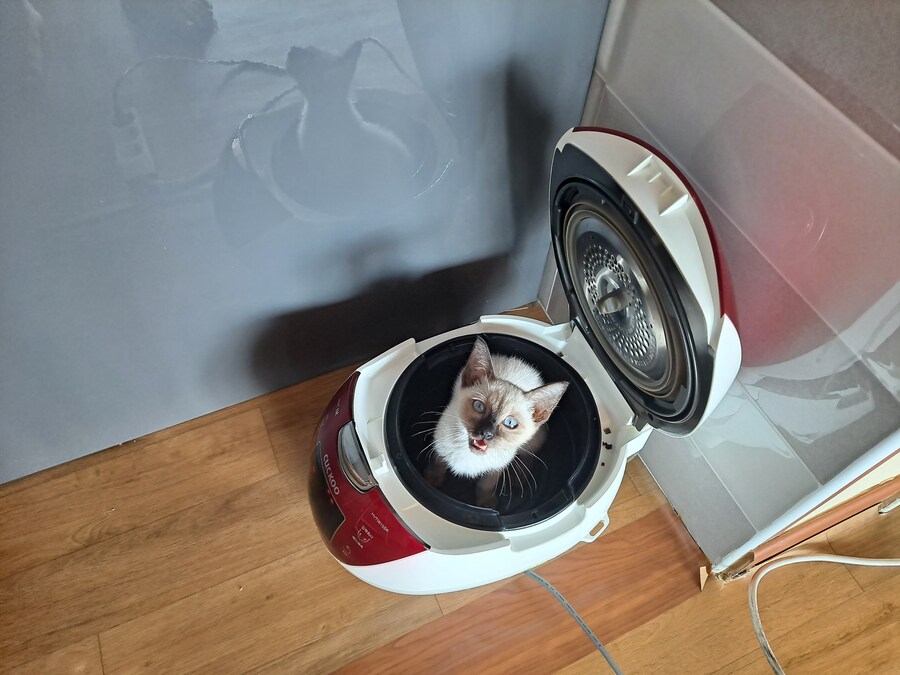 압력밥솥으로 모카빵 구웠습니다!!_4.jpg