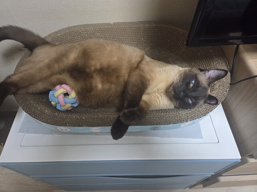 압력밥솥으로 모카빵 구웠습니다!!_11.jpg