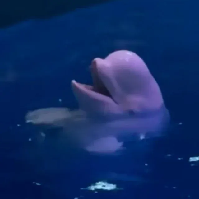 베스트 벨루가 흠연남 참교육 영상은 쇼라고 함_3.webp