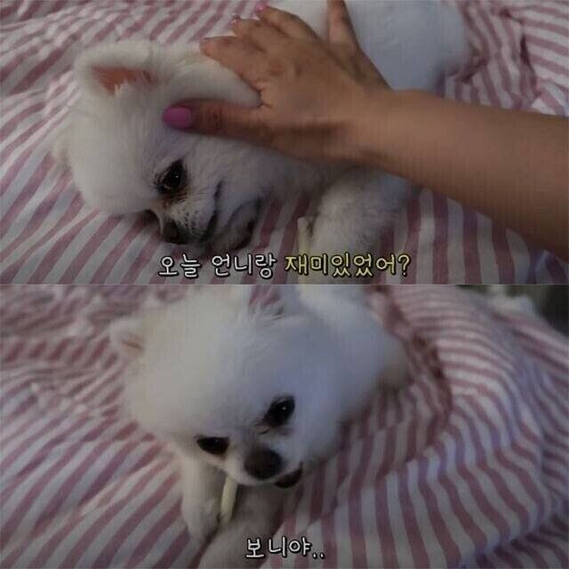 산책 7번 당한 댕댕이_2.jpg