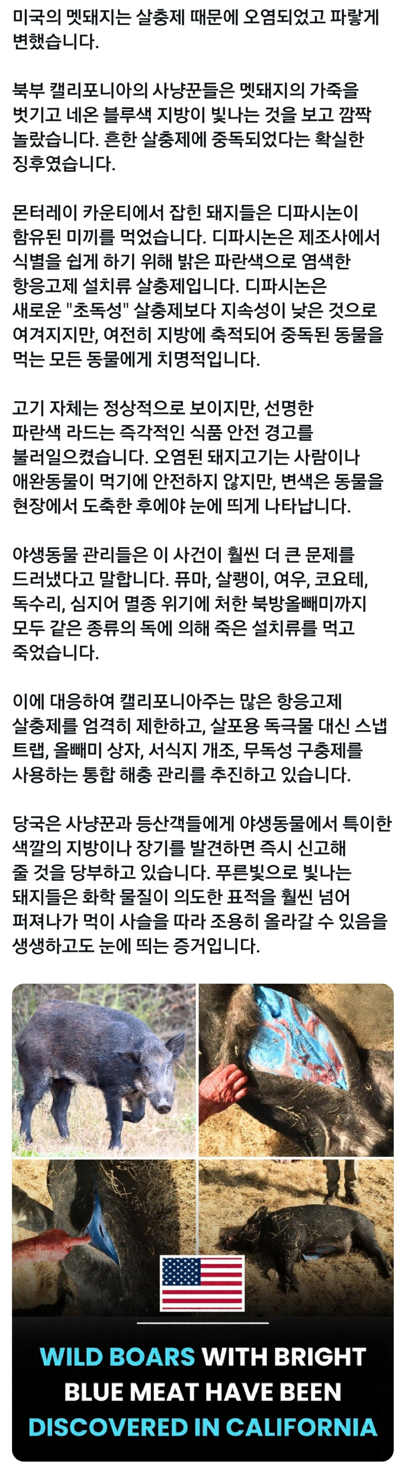 약혐) 미국 멧돼지 근황_2.jpg