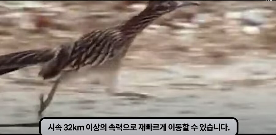 쇼츠등으로 많은 사람들이 속고 있는 로드러너 AI 영상_3.png