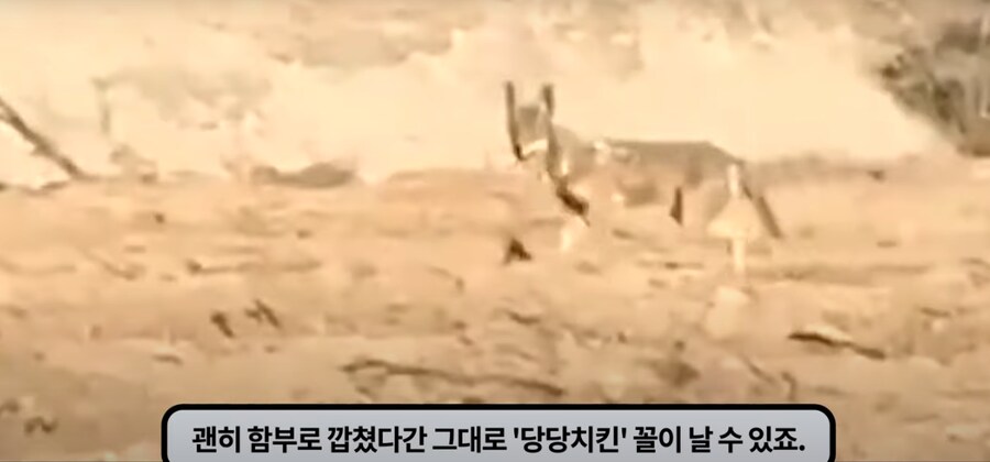 쇼츠등으로 많은 사람들이 속고 있는 로드러너 AI 영상_6.png