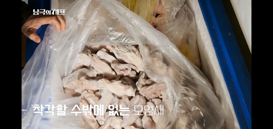 쭈꾸미랑 오징어도 구분 못하는 남극의 약탈자들_7.jpg