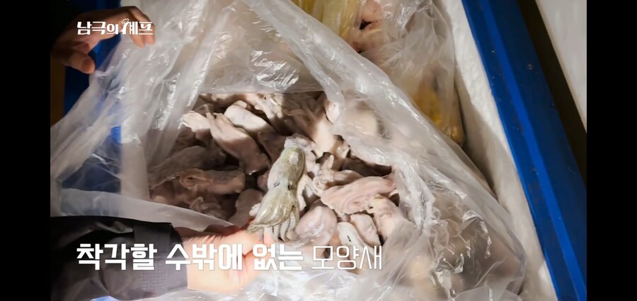 쭈꾸미랑 오징어도 구분 못하는 남극의 약탈자들_8.jpg