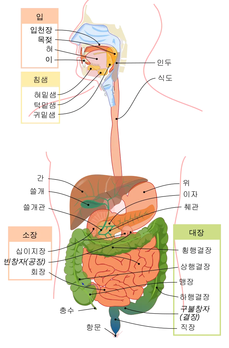 "항문은 배설기관!"짤의 사소한 오류_4.webp