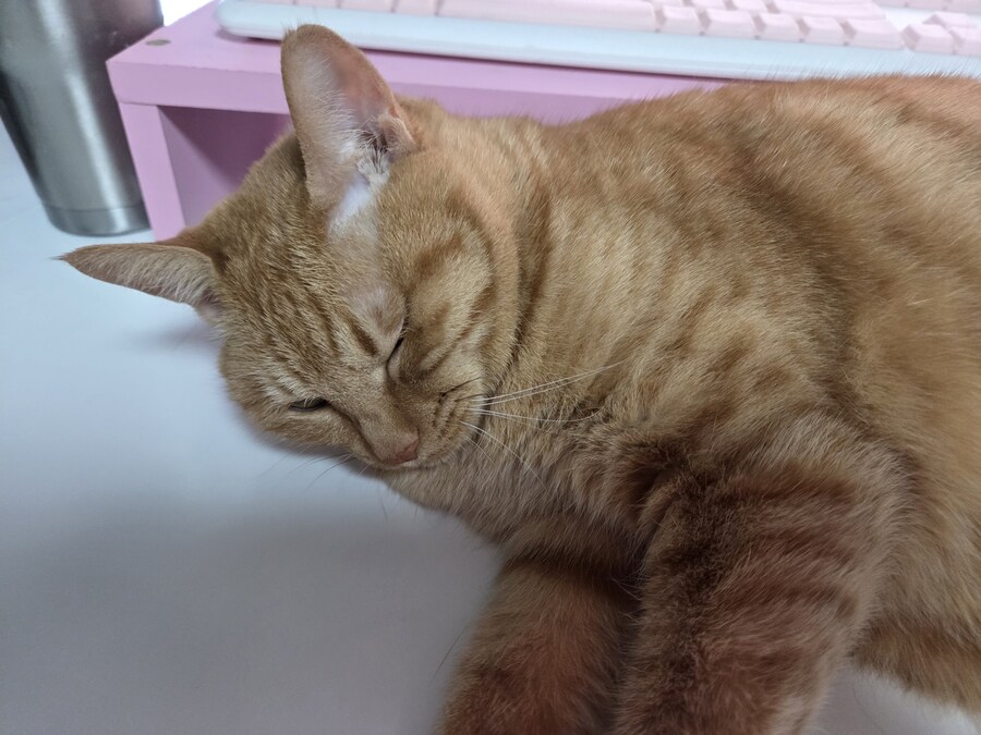 고양이 괴롭히는게 너무 좋은데 어떻게 하지?_1.jpg