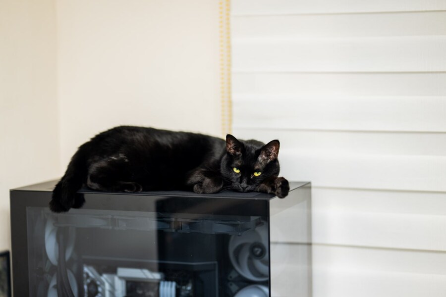 글 올리니 고양이 사진이나 올리라고..._1.jpg