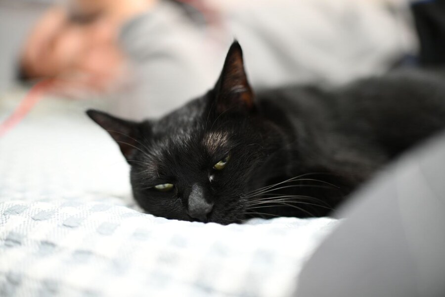 글 올리니 고양이 사진이나 올리라고..._4.jpg