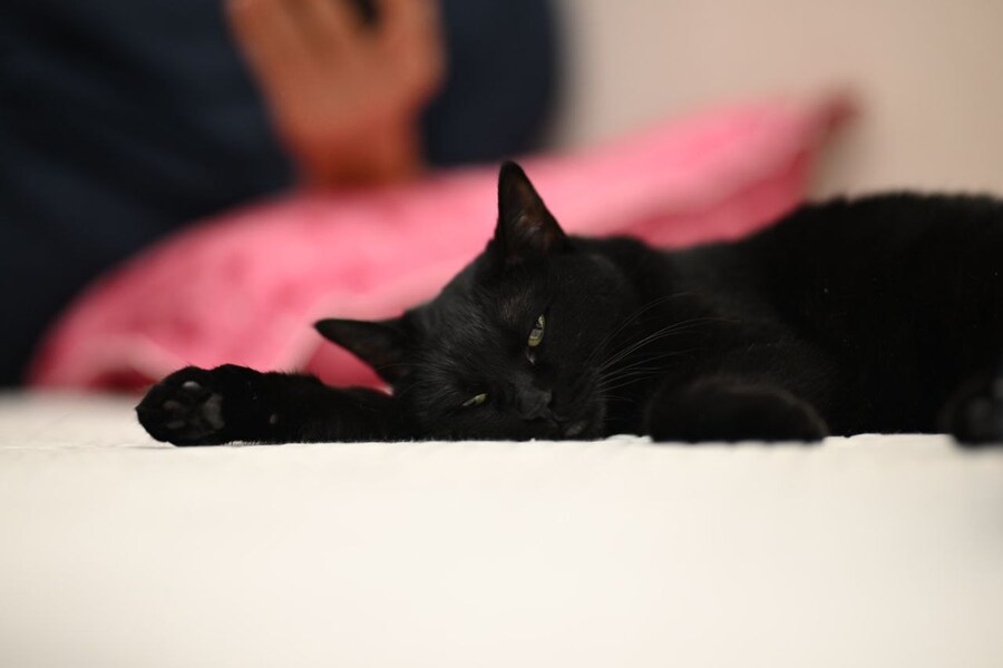 글 올리니 고양이 사진이나 올리라고..._9.jpg