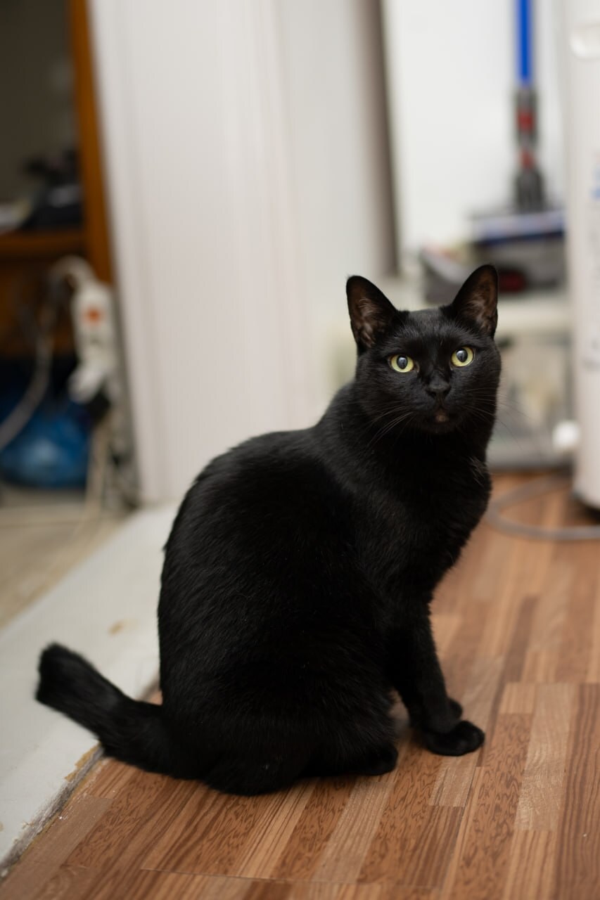 글 올리니 고양이 사진이나 올리라고..._10.jpg