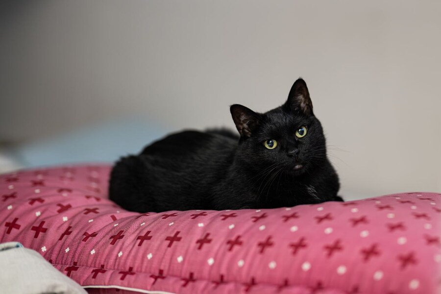 글 올리니 고양이 사진이나 올리라고..._11.jpg