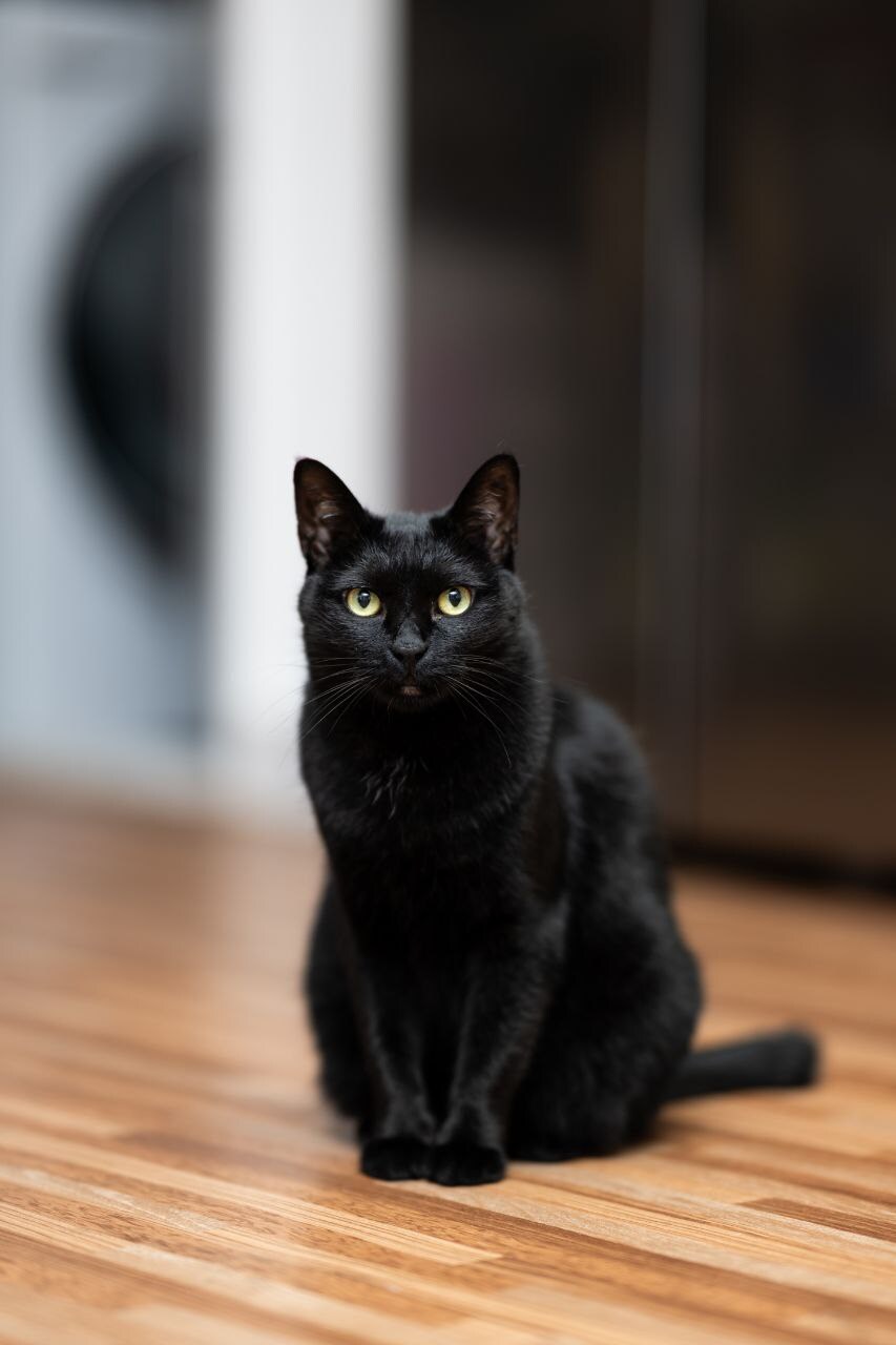 글 올리니 고양이 사진이나 올리라고..._14.jpg