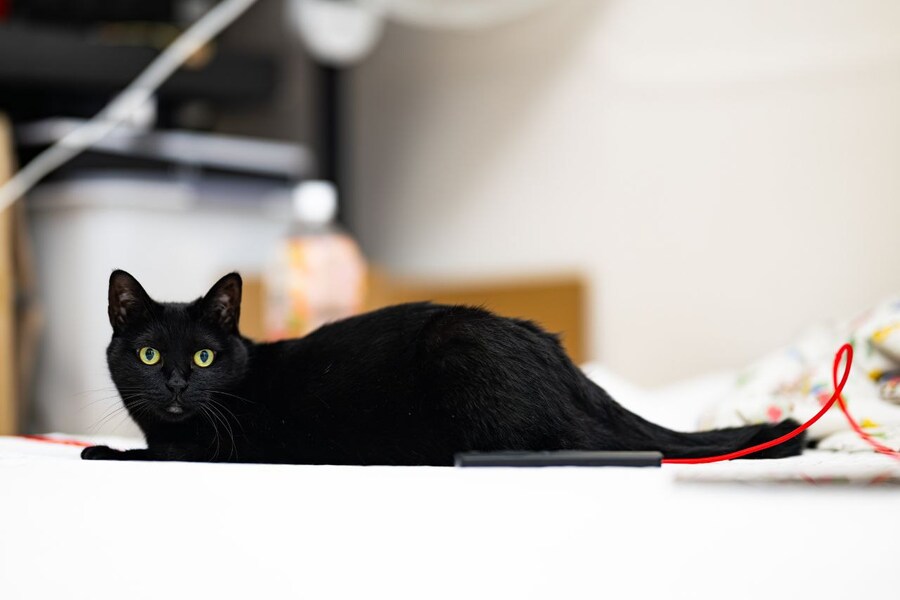 글 올리니 고양이 사진이나 올리라고..._16.jpg