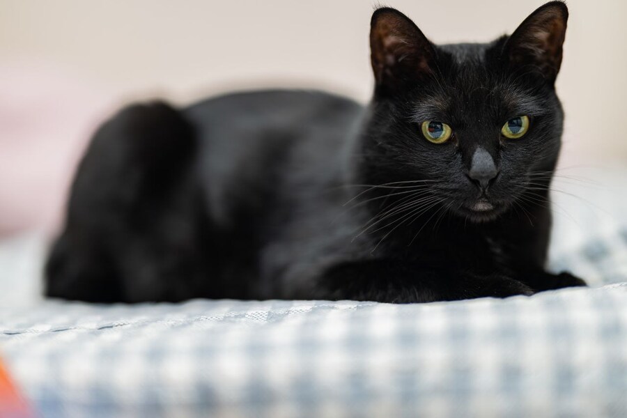 글 올리니 고양이 사진이나 올리라고..._19.jpg