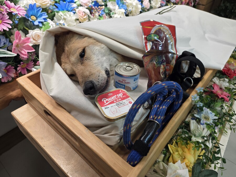 오늘 가족이 강아지 별로 떠났서....._1.jpg