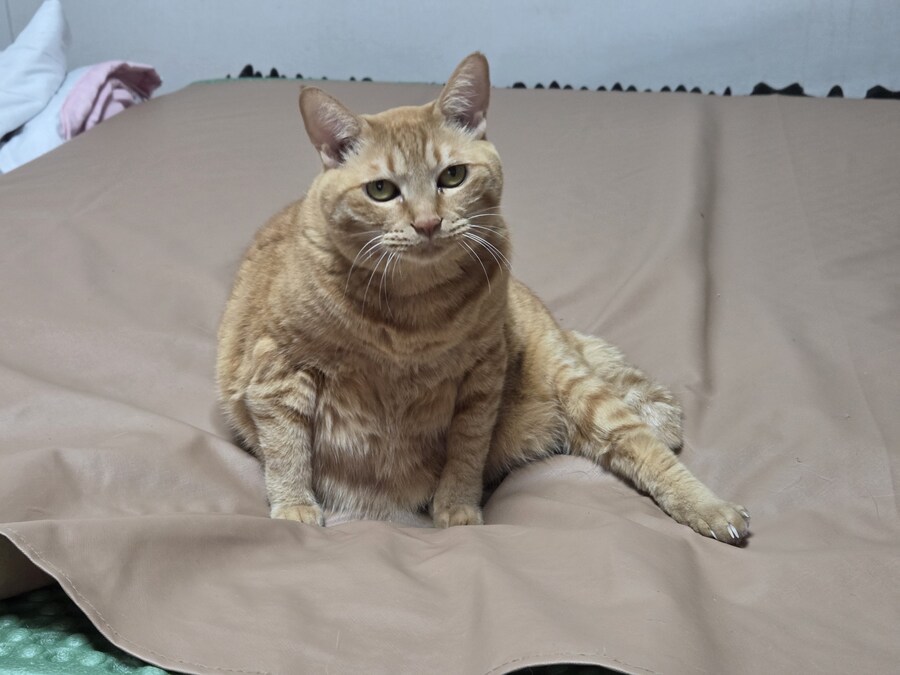 고양이 잡아먹어도 됨?_1.jpg