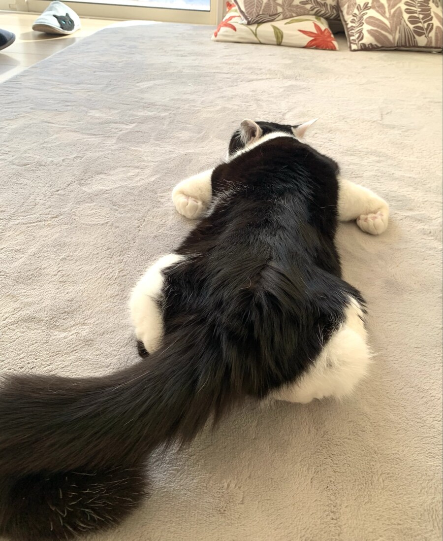 신기하게 자는 고양이.jpg_1.jpg