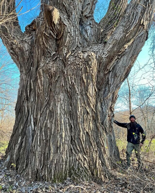 존나 빨리 자라는 대신 존나 무른 나무_1.jpg